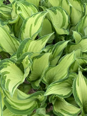 Hosta Perennials For Sale | Patriot Hostas | DutchGrown™