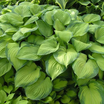 Guacamole Hosta | Plant Addicts