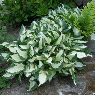 Hosta Fire and Ice | White Flower Farm