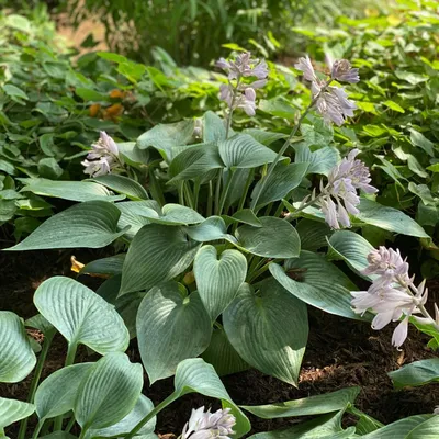 Hosta 'Halcyon' - Midwest Groundcovers, LLC