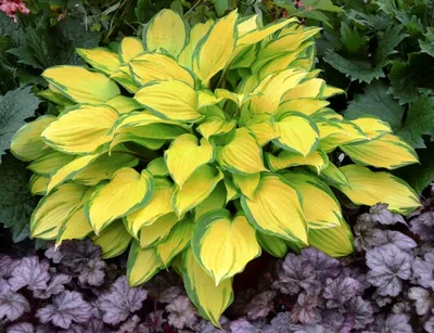 Buy Hosta Island Breeze