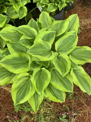 Hosta Golden Tiara Plantain Lily, Golden Tiara, #1 - Behmerwald Nursery