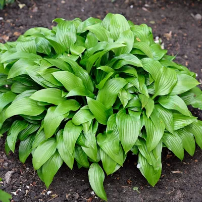 Siebold's plantain lily (Hosta sieboldii) Flower, Leaf, Care, Uses -  PictureThis