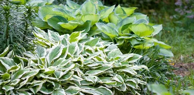 Hosta 'Night Before Christmas' – Tristar Plants