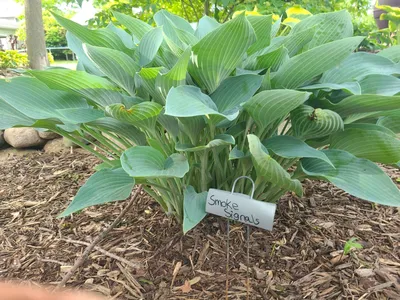 Hosta: Plant, Grow and Care for Hostas | BBC Gardeners World Magazine