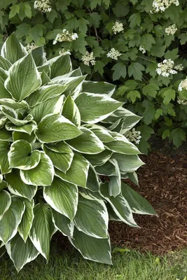 12 Types of Variegated Hosta to Plant in Your Yard