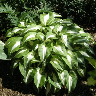 How to Overwinter Hosta Plants | Gardener's Path