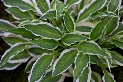 List of hosta varieties 🌱 🌿 Plus which ones are best for your garden