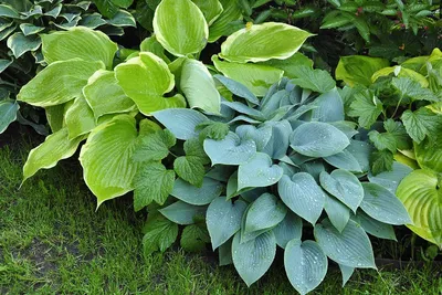 Hostas: Pretty in Pink? - Laidback Gardener