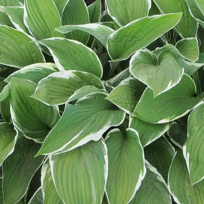 Hosta 'Venusta' - Horsford Gardens and Nursery