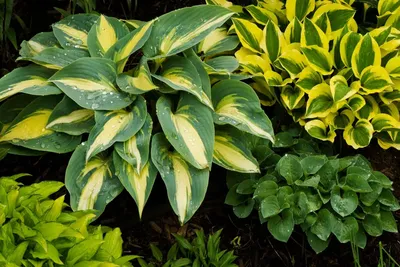 Hosta Undulata Photos and Images | Shutterstock