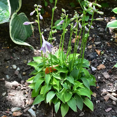 Hosta Miss America | Miss America Hosta