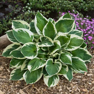 Francee Hosta, Hosta x 'Francee', Monrovia Plant