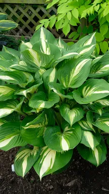 Big Daddy Hosta – Auburn Oaks Garden Center