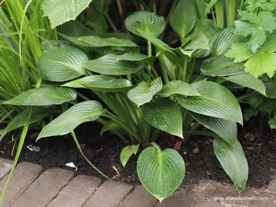 Hosta Sting | Bluestone Perennials