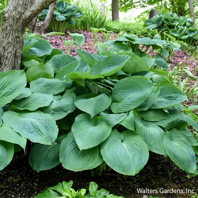 Hosta SHADOWLAND® 'Wu-La-La'