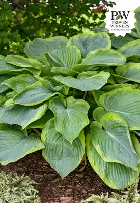 Hosta - Farragut Life