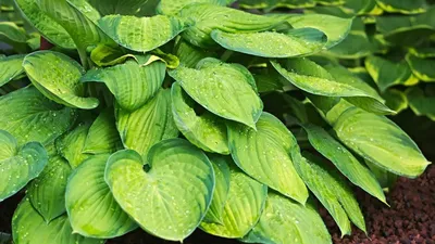 Hosta Varieties: 20+ Of The Best (Not Boring) Plaintain Lilies For Your  Garden