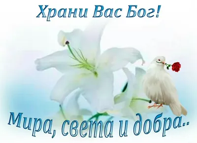 БЛАГОСЛОВЕННОГО ВЕЧЕРА. ХРАНИ ВО ВСЕ ДНИ ВАС, ГОСПОДЬ! | ☦️ Священник  Антоний Русакевич ✓ | Дзен