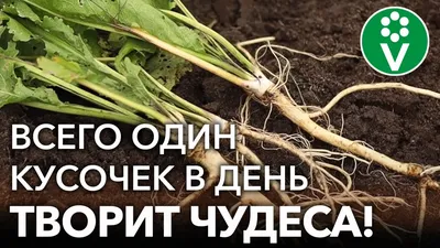 Миф и правда о хрене: какой хрен лучше покупать