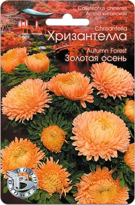 Астры однолетние Биотехника Астра Хризантелла - купить по выгодным ценам в  интернет-магазине OZON (251174998)