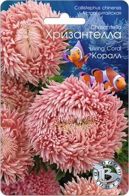 Астры однолетние Биотехника Астра Хризантелла - купить по выгодным ценам в  интернет-магазине OZON (262228380)