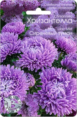 ✓ Семена Астра Хризантелла Лимонный восторг, 0,05г, Гавриш, Satimex по цене  166 руб. ◈ Большой выбор ◈ Купить по всей России ✓ Интернет-магазин Гавриш  ☎ 8-495-902-77-18