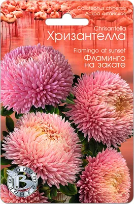 Астры однолетние Биотехника Астра Хризантелла - купить по выгодным ценам в  интернет-магазине OZON (251182865)