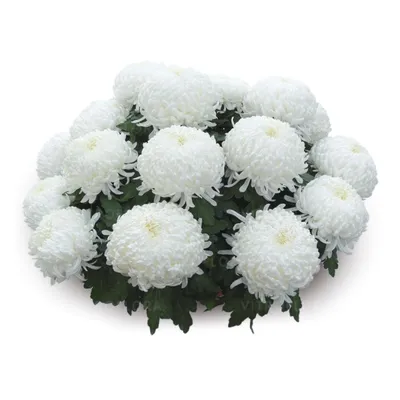 Хризантема садовая - Chrysanthemum. Хризантемы уход, выращивание. Фото  хризантем