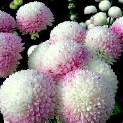 Хризантема Белиция Лайт Пинк Chrysanthemum Belicia Light Pink - купить  саженцы хризантемы с доставкой по Украине в магазине Добродар