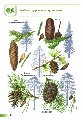 Картинки лиственных и хвойных деревьев для детей (50 картинок) - Pichold