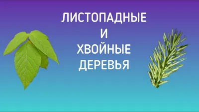 Рисунок на тему хвойные деревья (47 фото) » рисунки для срисовки на  Газ-квас.ком