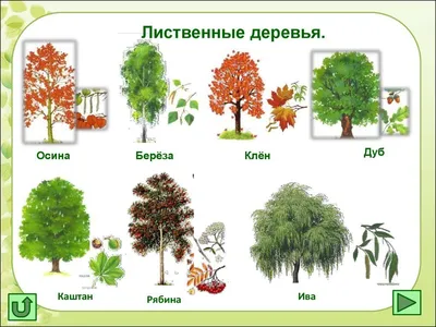 Неколючие хвойные для дачного участка – бывают и такие | В цветнике  (Огород.ru)