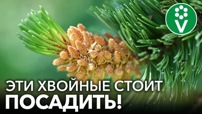 Сосна — Википедия