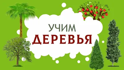 Хвойные деревья и кустарники