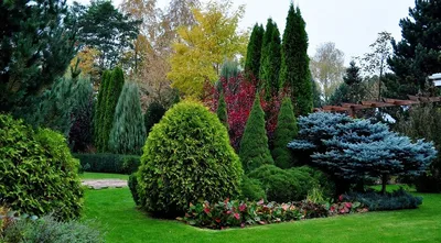 Картинки по запросу композиции из хвойных и кустарников | Rock garden  design, Evergreen garden, Garden planning