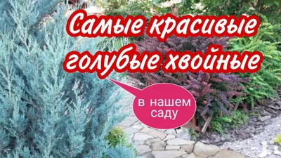 Хвойные растения для дачи: деревья и кустарники в садовом дизайне