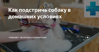 Как подстричь собаку в домашних условиях | Гомеовет - ветаптека и  зоомагазин | Дзен