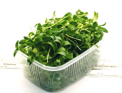 Купить Кориандр (Кинза) семена для проращивания микрозелени и зелени, 100г  по цене 240 руб. в Кетоша.рф