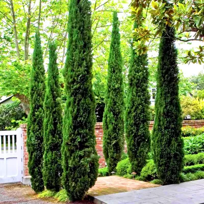 Кипарис вечнозелёный пирамидальный (Cupressus sempervirens) — путеводитель  по отдыху в Крыму