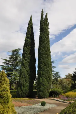 Кипарис лейландский – дерево и древесина – Cupressus × leylandii