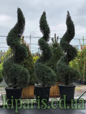 Кипарис лейландский – дерево и древесина – Cupressus × leylandii