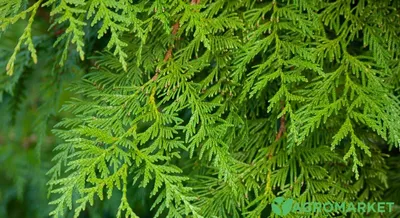 Cupressus sempervirens, Кипарис вечнозелёный|landshaft.info