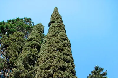 КИПАРИС КАШМИРСКИЙ: купить саженцы кипариса кашмирский (cupressus  cashmeriana) почтой | PLOD.UA