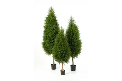 Кипарис Итальянский (Cupressus Sempervirens) | REG.Site