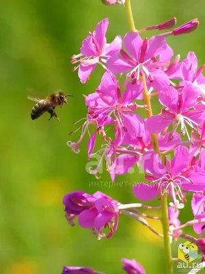 Кипрей узколистный (Chamerion Angustifolium L. ) химический состав,  биологическая активность (обзор) – тема научной статьи по фундаментальной  медицине читайте бесплатно текст научно-исследовательской работы в  электронной библиотеке КиберЛенинка