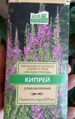 Кипрей Узколистный (Chamaenérion angustifolium) Иван Чай — купить в  Красноярске. Пряные и лекарственные травы на интернет-аукционе Au.ru