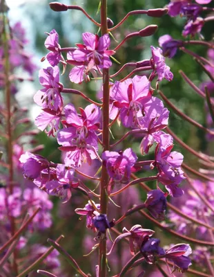 Иван - Кипрей Узколистного. Кипрей (кипрей Узколистного). Фиолетовый Alpine  Fireweed. Кипрей Цветок Фотография, картинки, изображения и сток-фотография  без роялти. Image 23720945