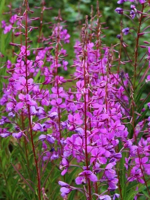 ИВАН-ЧАЙ, ИЛИ КИПРЕЙ УЗКОЛИСТНЫЙ - CHAMERION ANGUSTIFOLIUM (L.) HOLUB