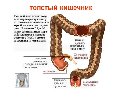 Онко Вики — Как устроен кишечник?